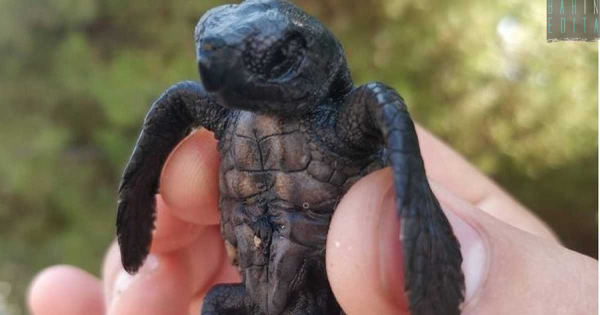 Tiny non ce l'ha fatta: morta la tartaruga neonata ritrovata su una spiaggia di Capitolo